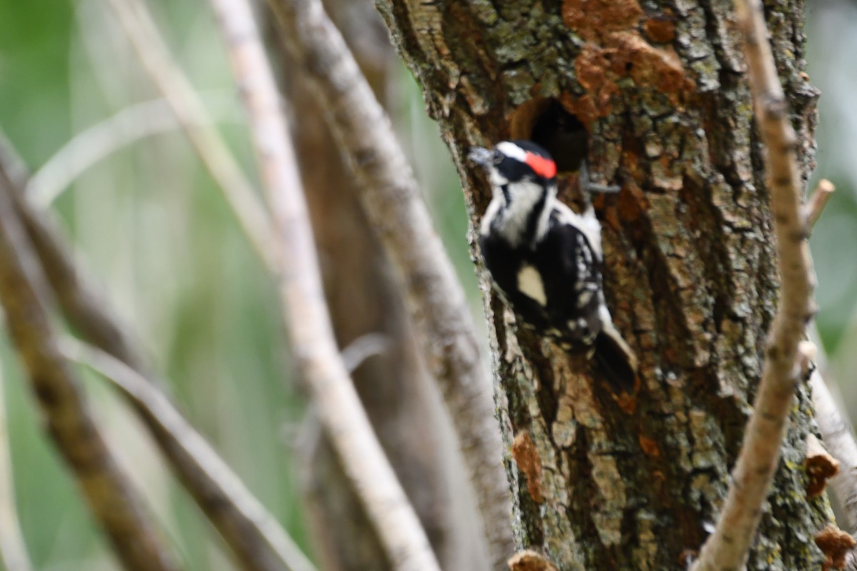 Hairy Woodpecker - Carmen Ricer