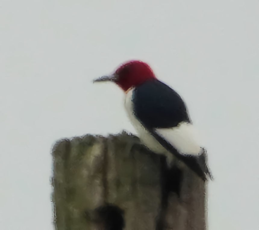 Red-headed Woodpecker - ML618118789