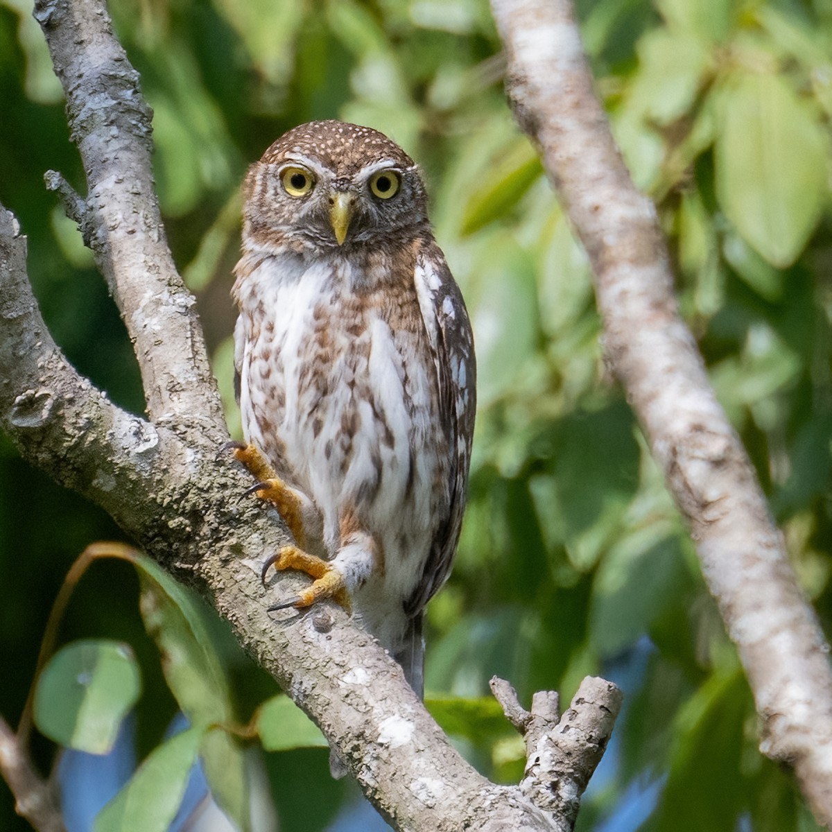 Cuban Pygmy-Owl - ML618118821