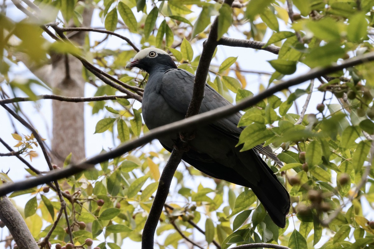 White-crowned Pigeon - Alice Church