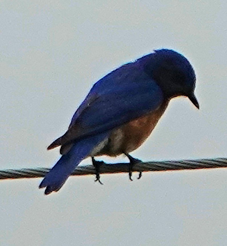 Eastern Bluebird - ML618118884
