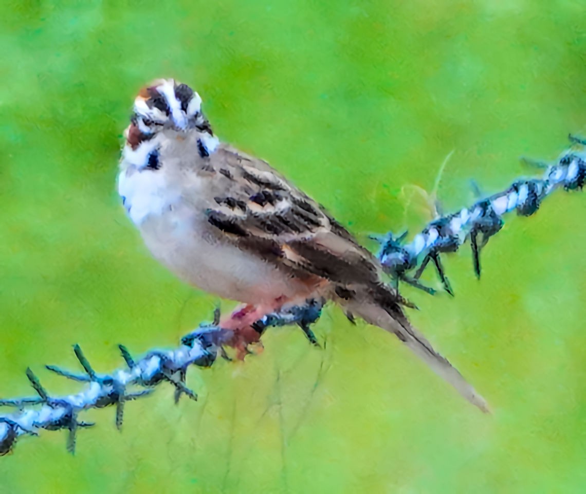 Lark Sparrow - Doug Wassmer