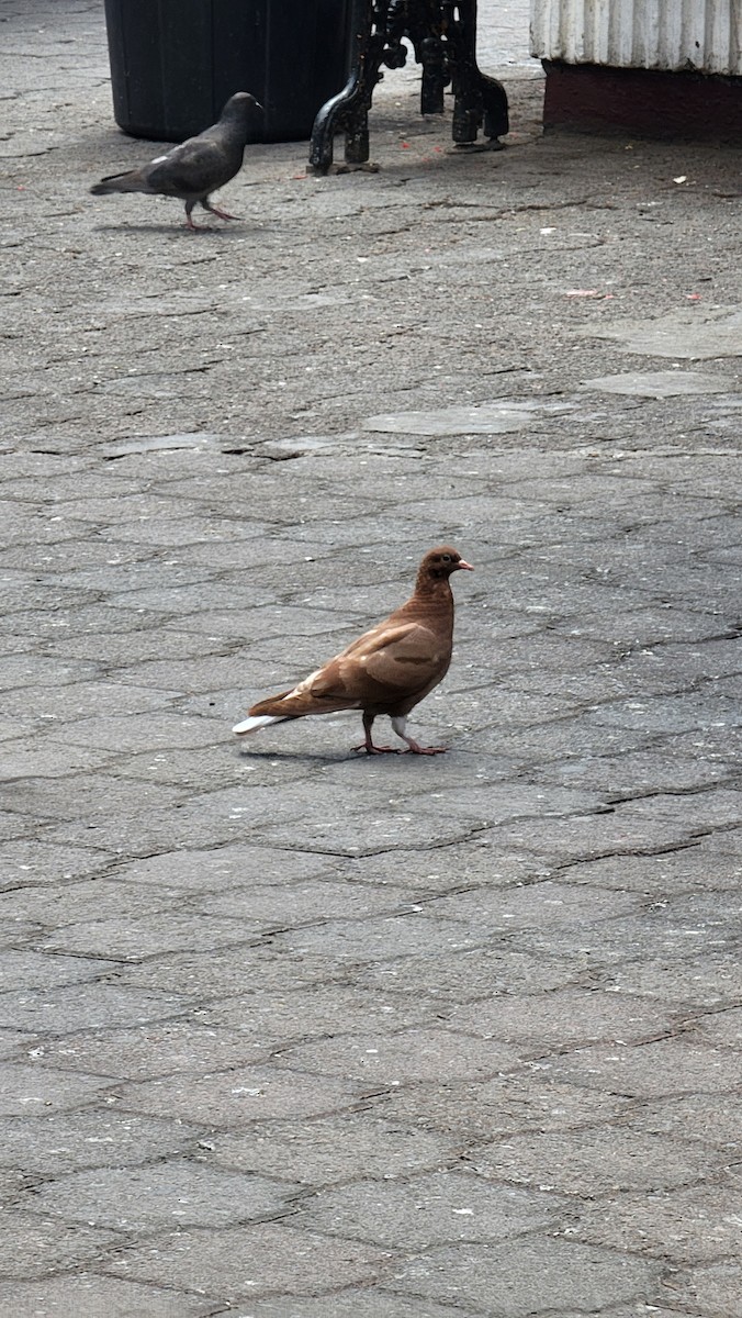 Rock Pigeon (Feral Pigeon) - ML618118913