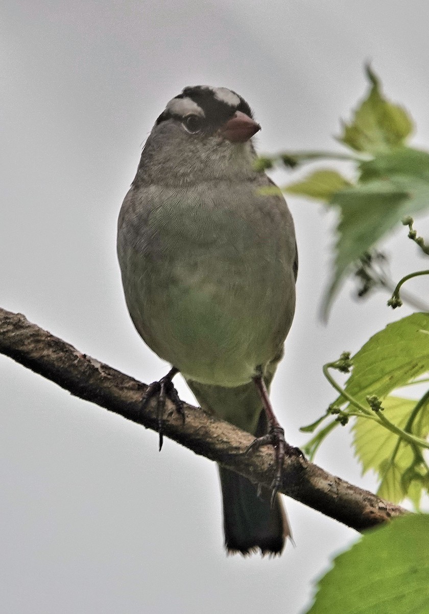 White-crowned Sparrow - ML618118948