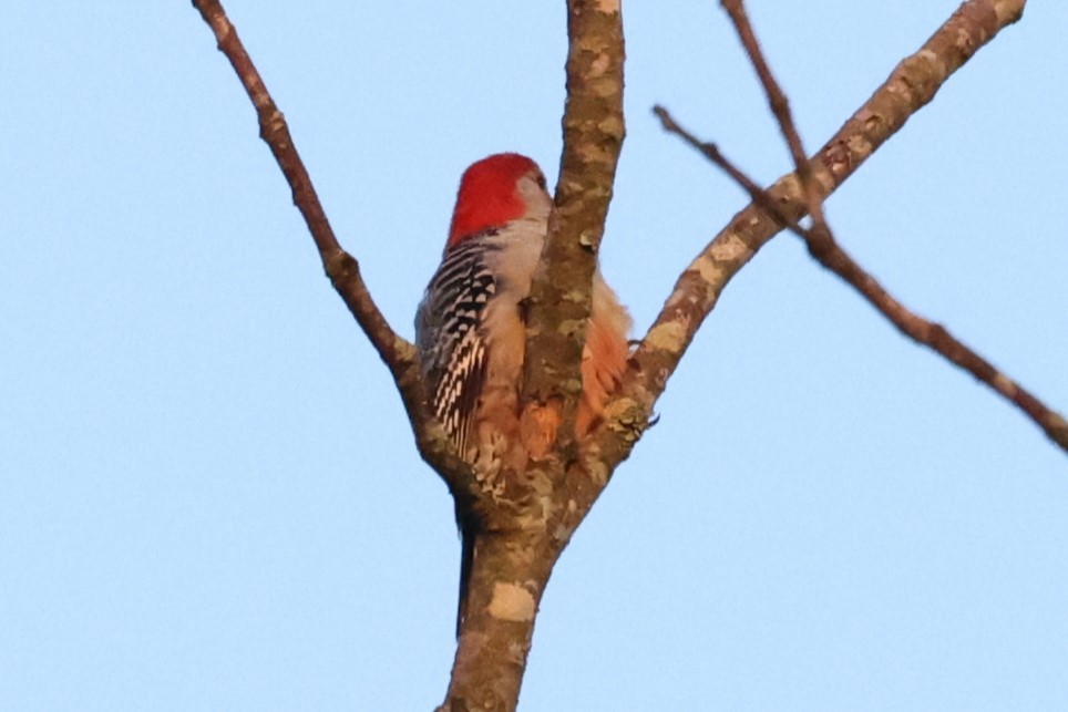 Red-bellied Woodpecker - Kathy Richardson