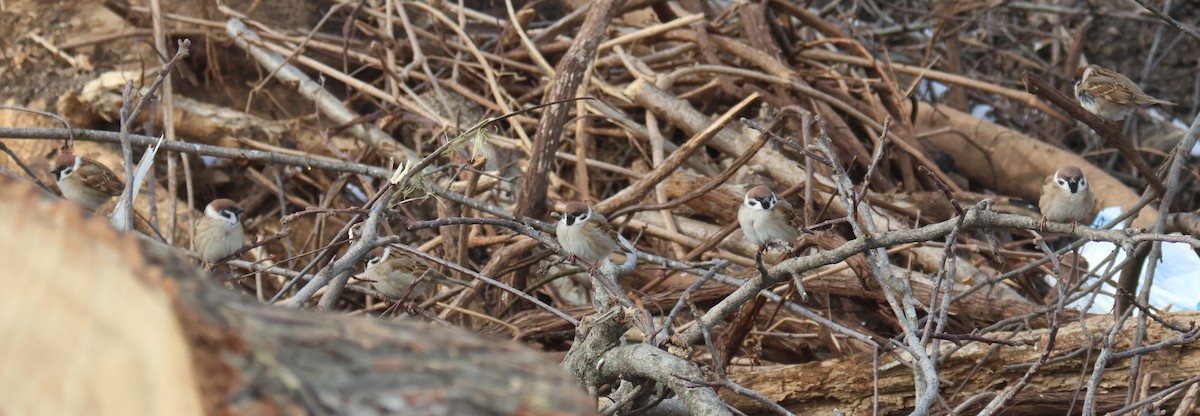 Eurasian Tree Sparrow - Joshua Uffman