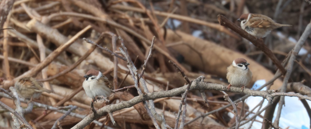 Eurasian Tree Sparrow - ML618118997