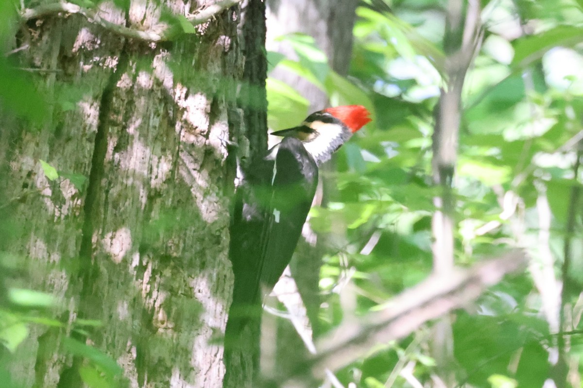 Pileated Woodpecker - Kathy Richardson