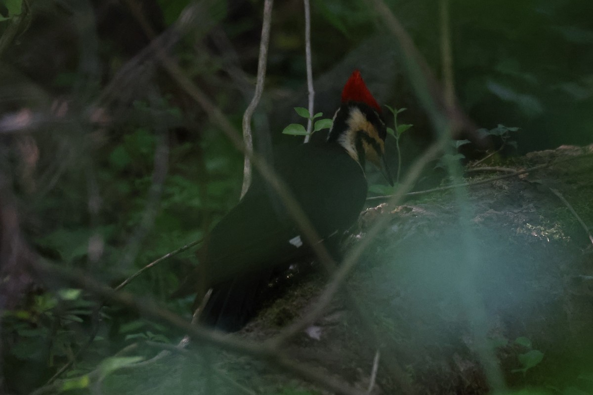 Pileated Woodpecker - Kathy Richardson