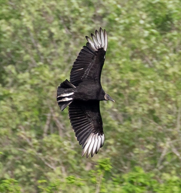 Black Vulture - ML618119025