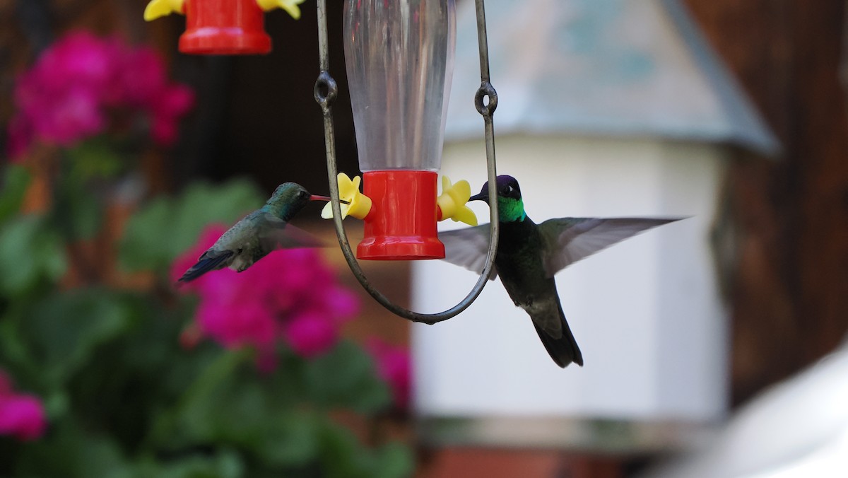 Broad-billed Hummingbird - ML618119077
