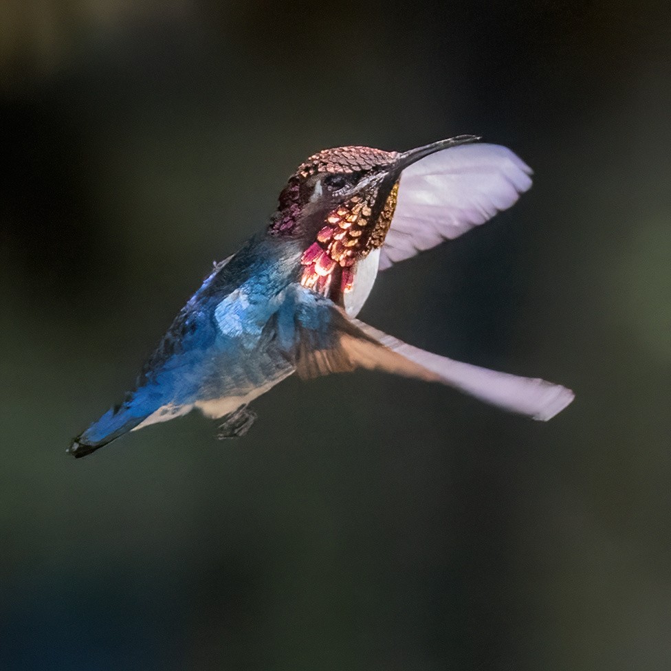Bee Hummingbird - ML618119115