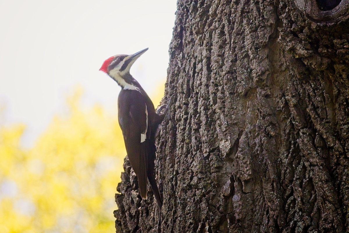 Pileated Woodpecker - Laura Goggin