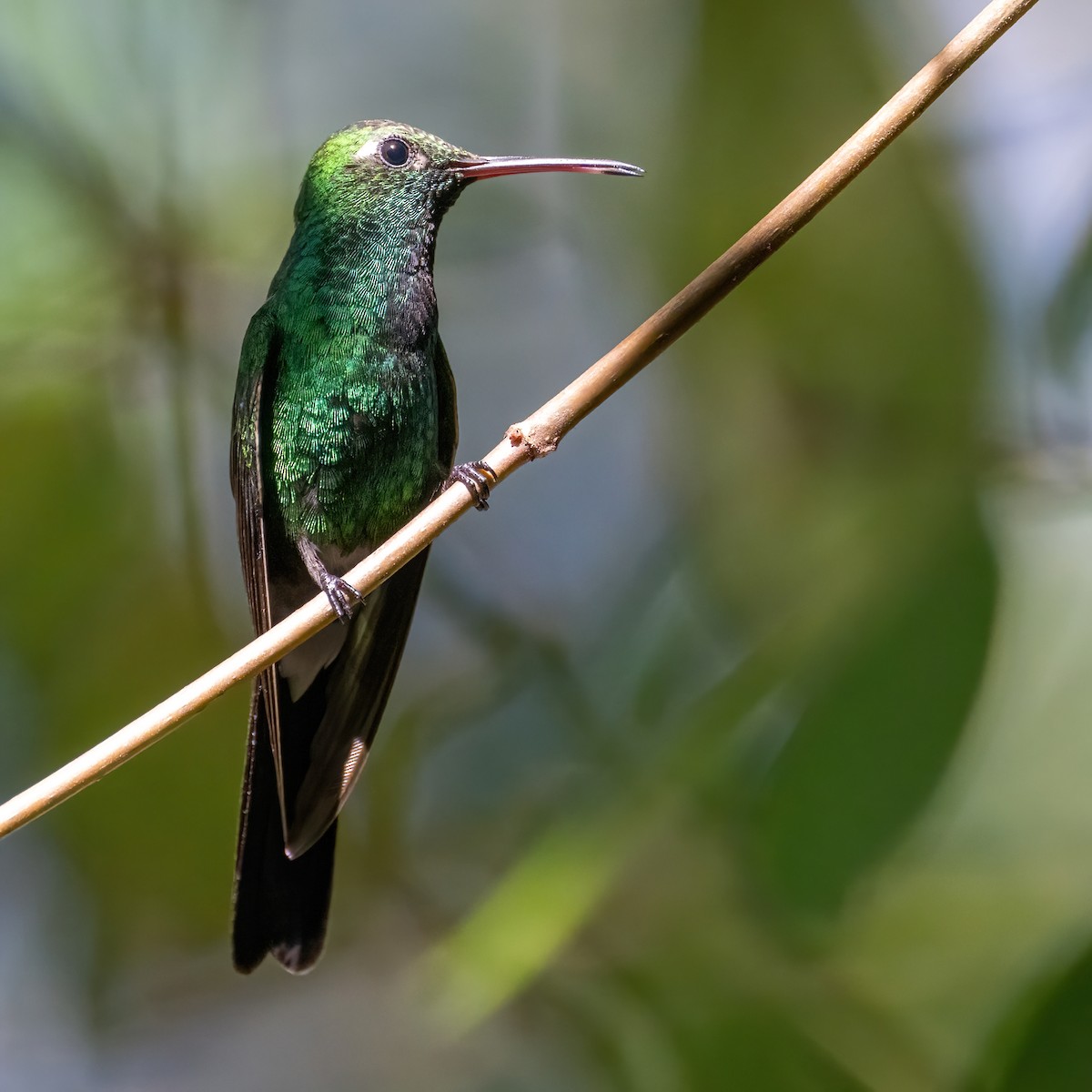 kolibřík kubánský - ML618119131