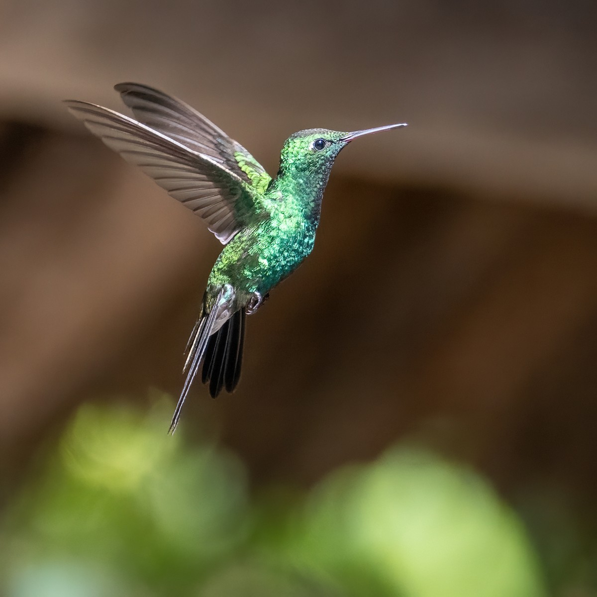 kolibřík kubánský - ML618119134