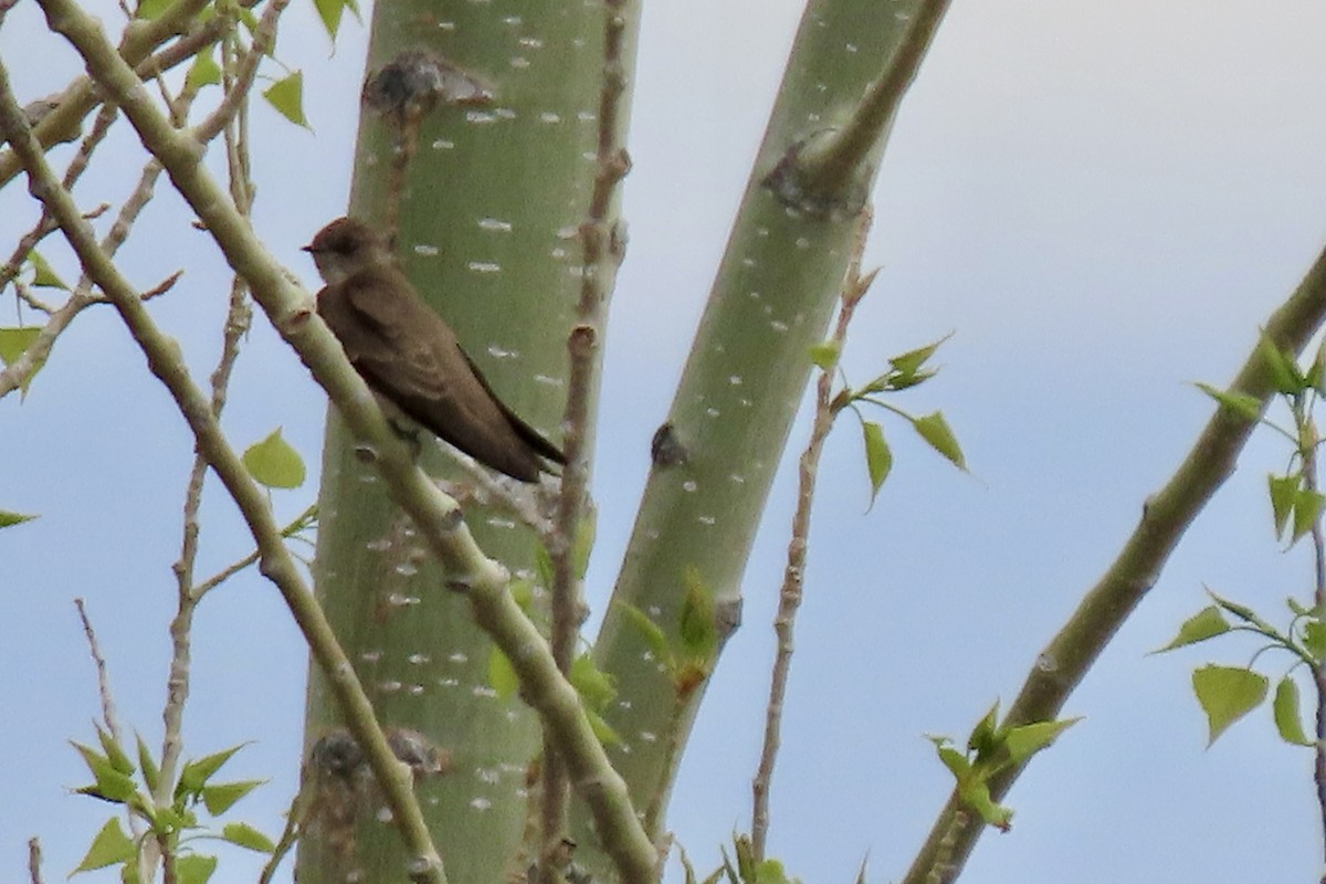Northern Rough-winged Swallow - ML618119139