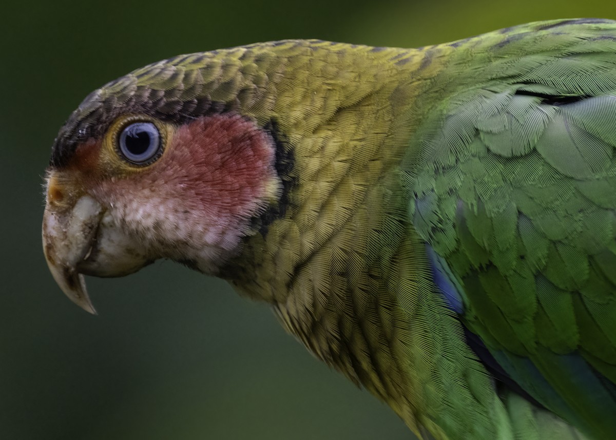 Rose-faced Parrot - Luc Tremblay