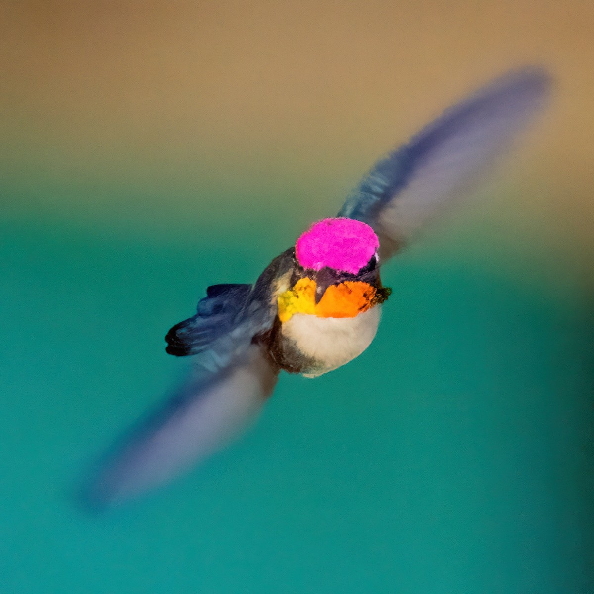 Bee Hummingbird - ML618119171