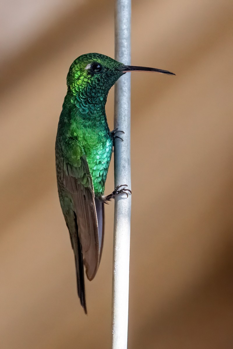 kolibřík kubánský - ML618119186