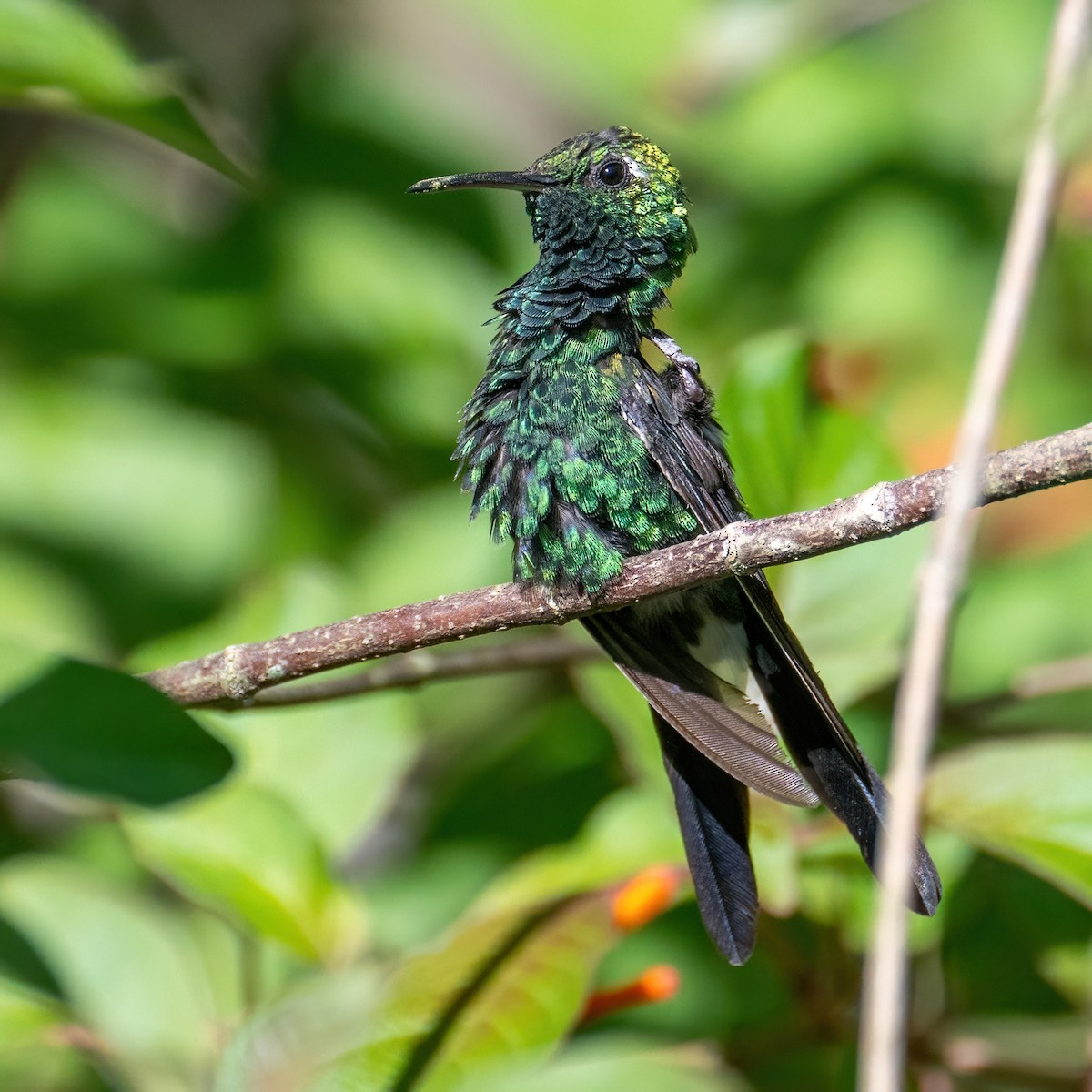 kolibřík kubánský - ML618119192