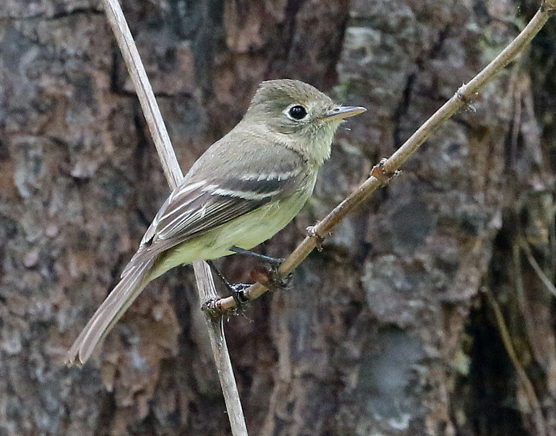 Western Flycatcher (Pacific-slope) - Don Roberson