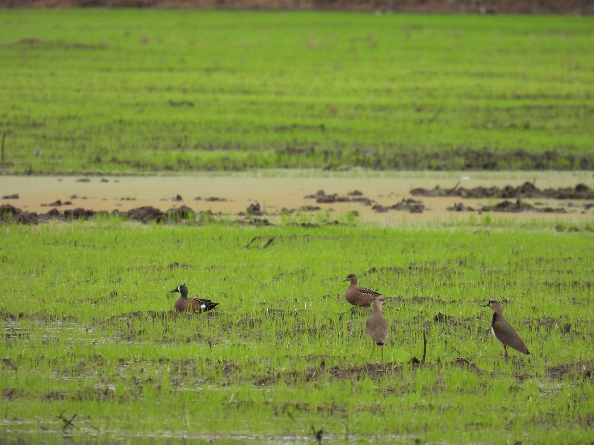 ebird-checklist-27-apr-2024-finca-la-cabezona-8-351x-82-513