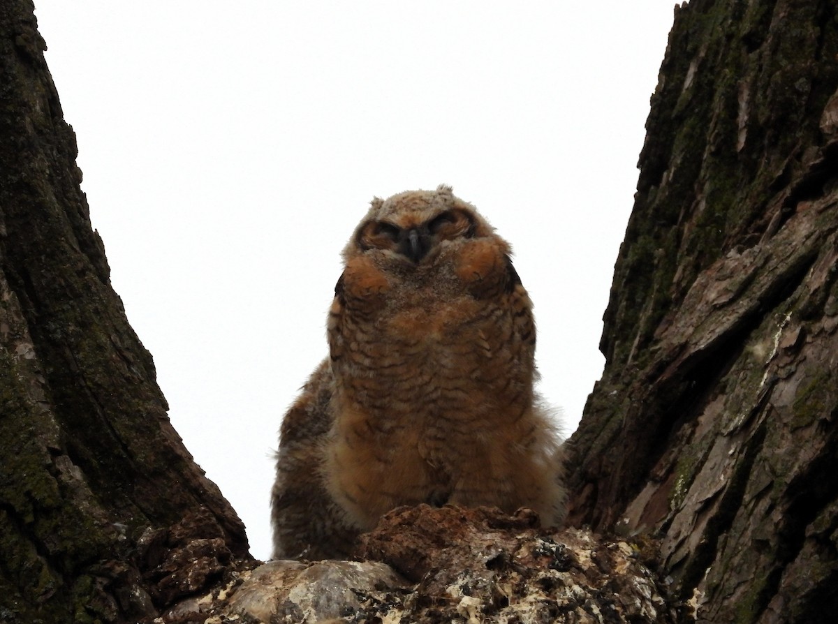 Great Horned Owl - ML618119268