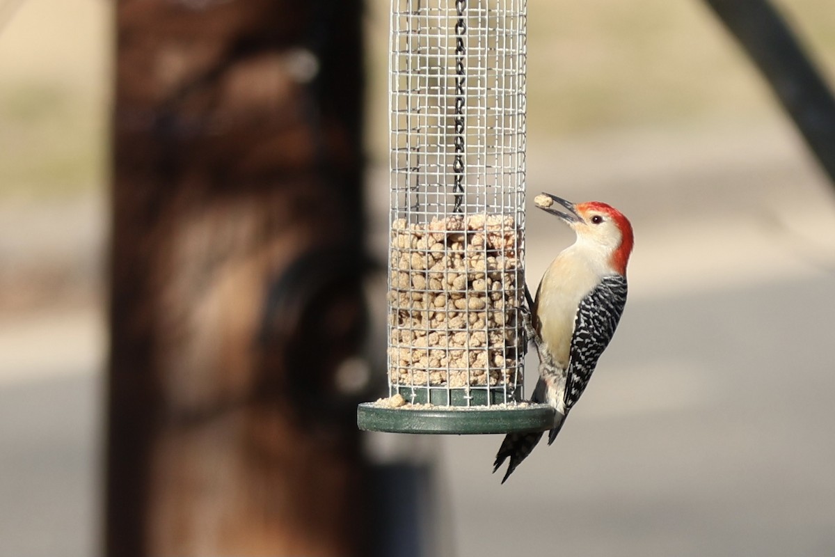 Red-bellied Woodpecker - Peyton Stone