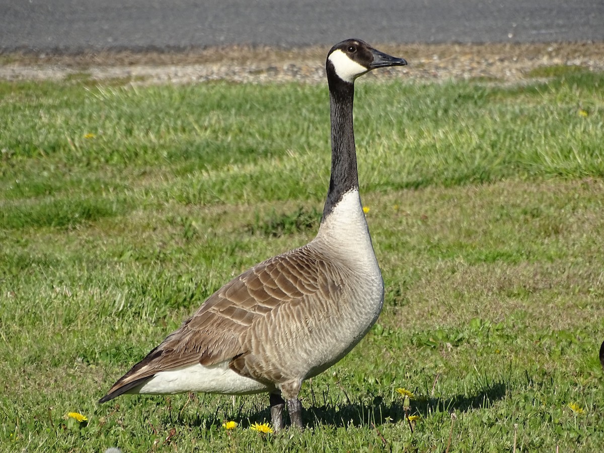 Canada Goose (moffitti/maxima) - Shey Claflin