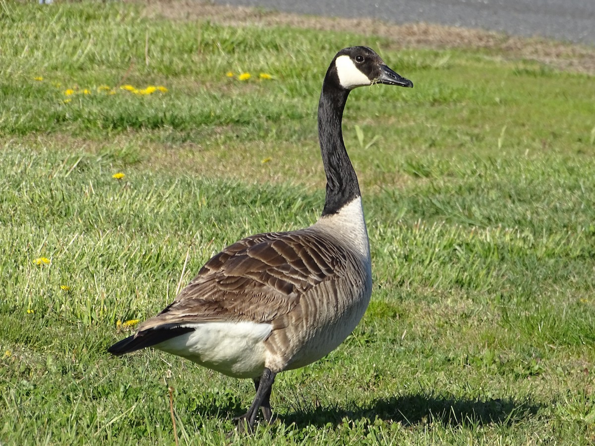 Canada Goose (moffitti/maxima) - Shey Claflin