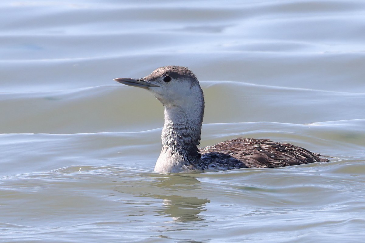 Red-throated Loon - ML618119385