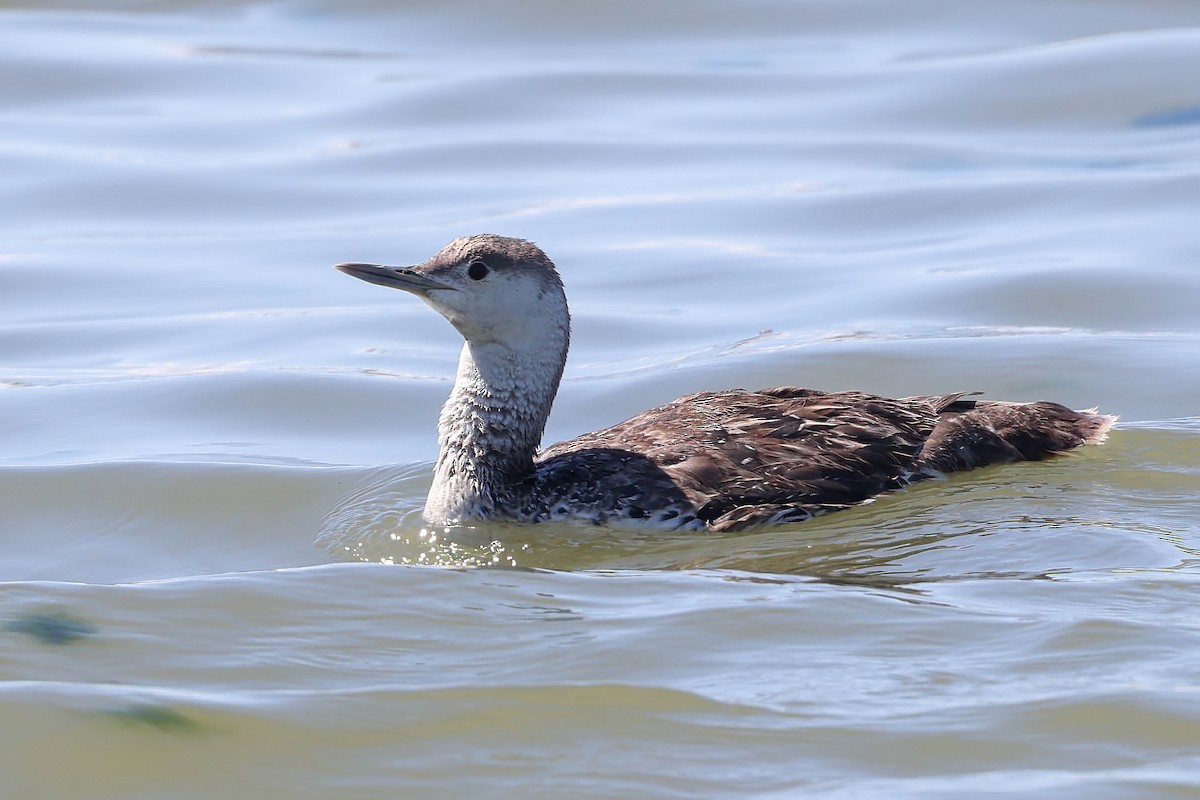 Red-throated Loon - ML618119386