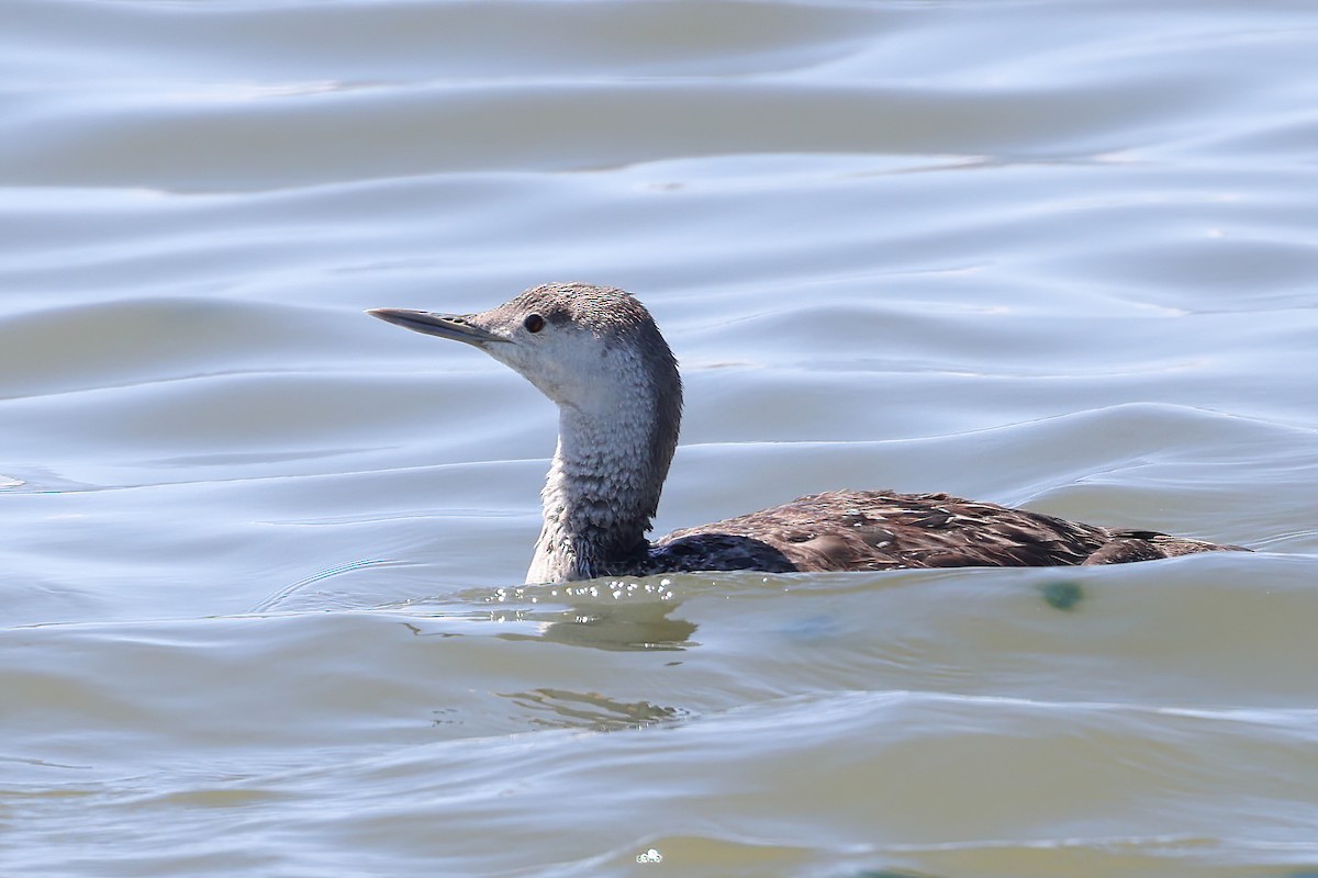 Red-throated Loon - ML618119388