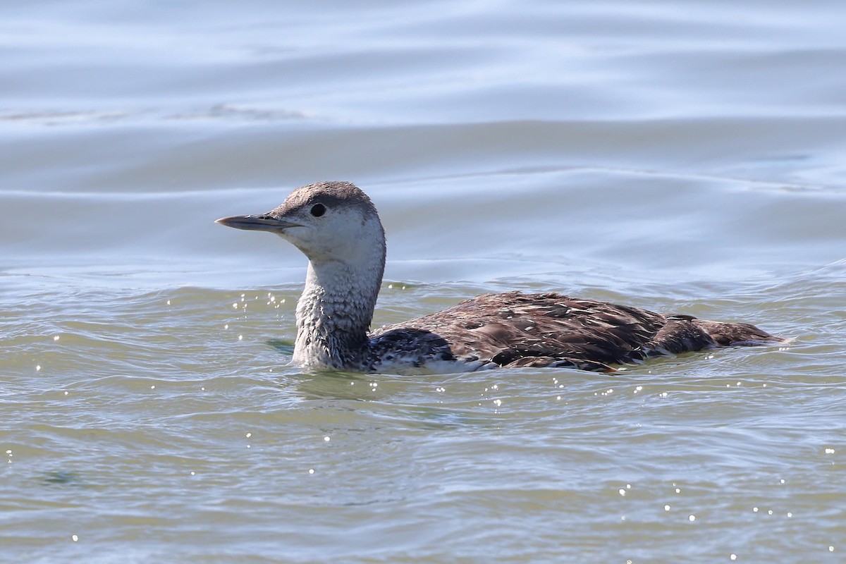 Red-throated Loon - ML618119391
