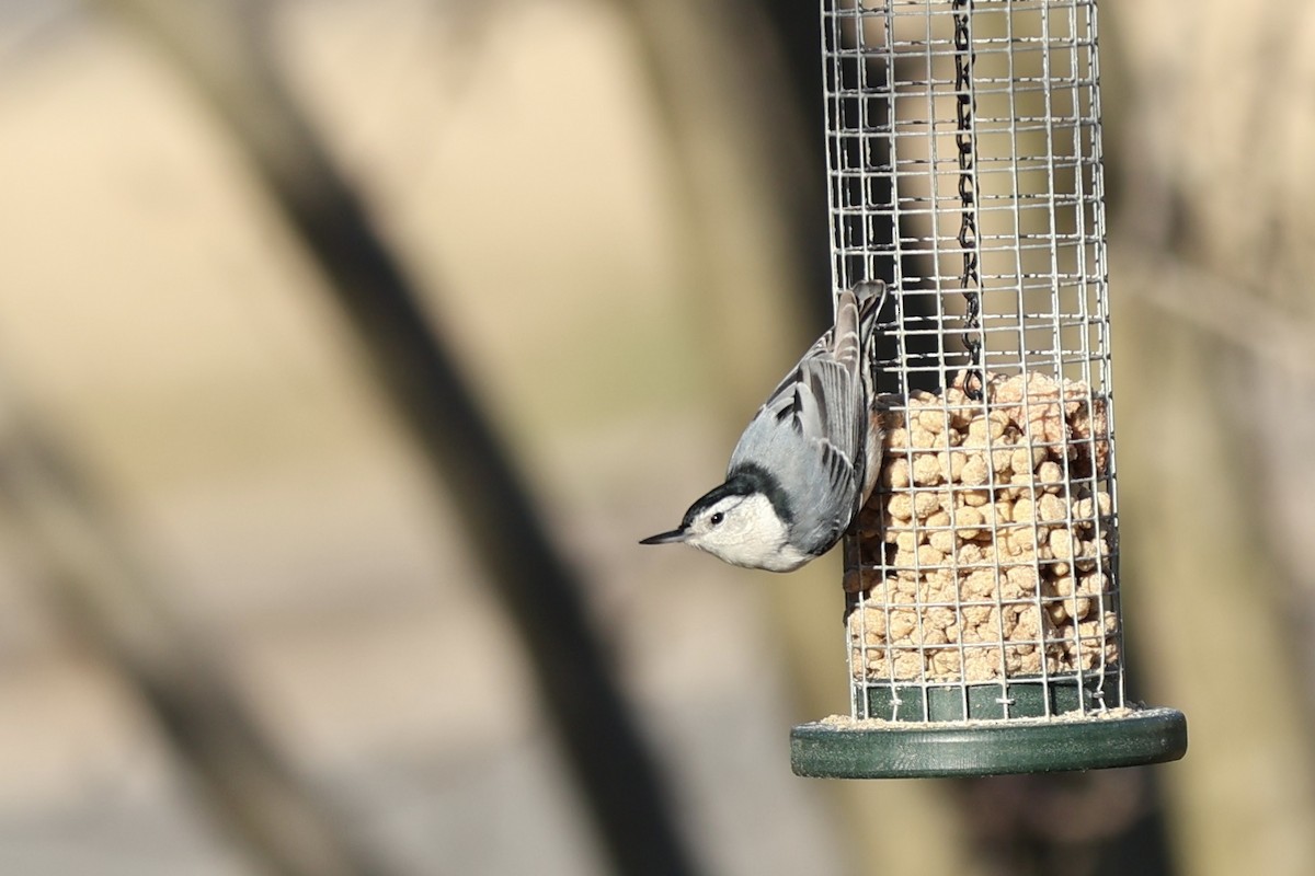 White-breasted Nuthatch (Eastern) - Peyton Stone