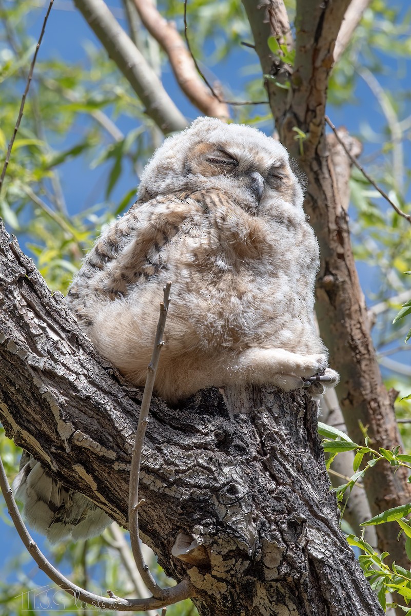 Great Horned Owl - Michael Plaster