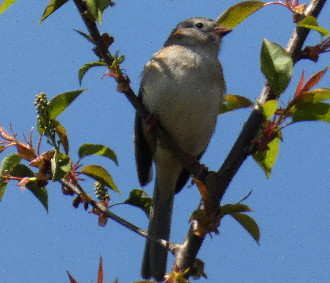 Field Sparrow - Marilynn Mullen