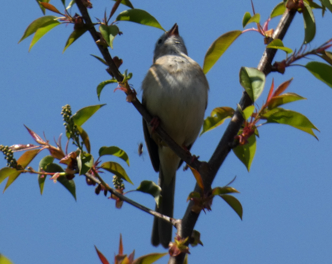 Field Sparrow - ML618119438