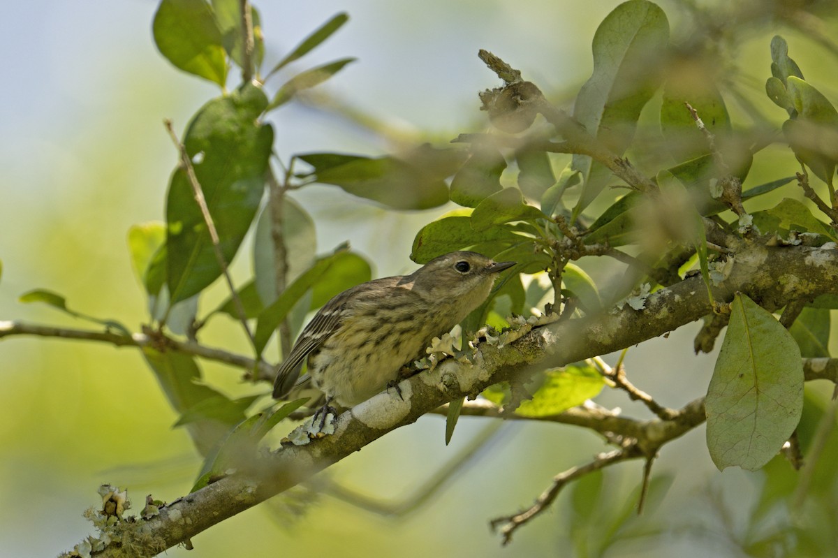Cape May Warbler - ML618119464