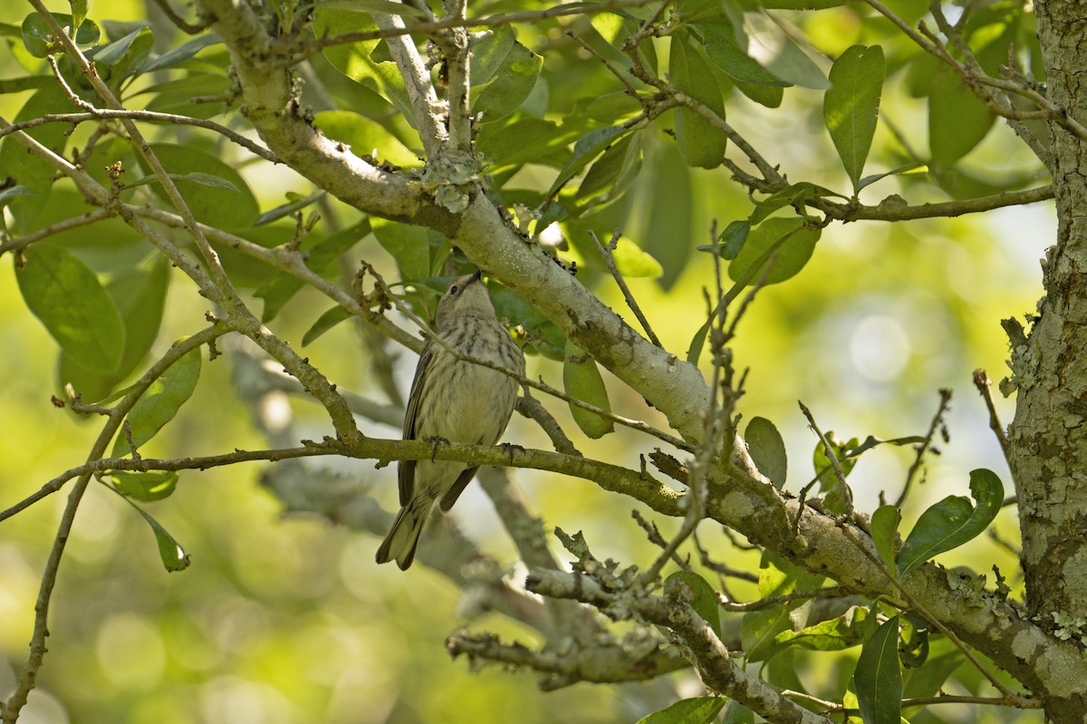 Cape May Warbler - ML618119465