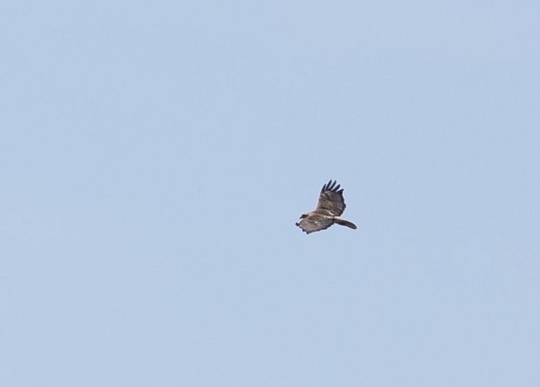 Red-tailed Hawk - ML618119476