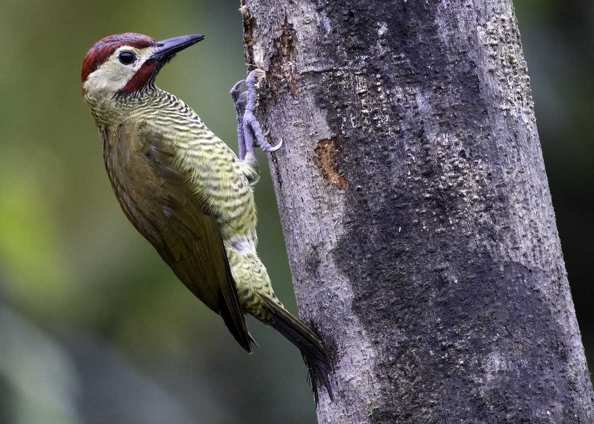 Golden-olive Woodpecker - ML618119516