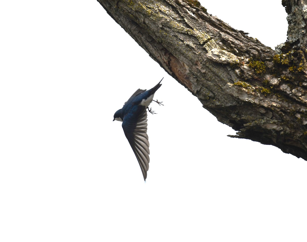Tree Swallow - David Hultgren