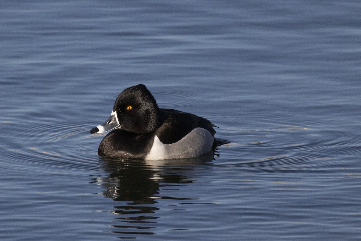 Ring-necked Duck - Maurice Pitre