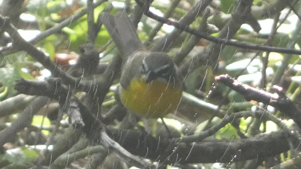 Yellow-breasted Chat - Lynn Hollerman
