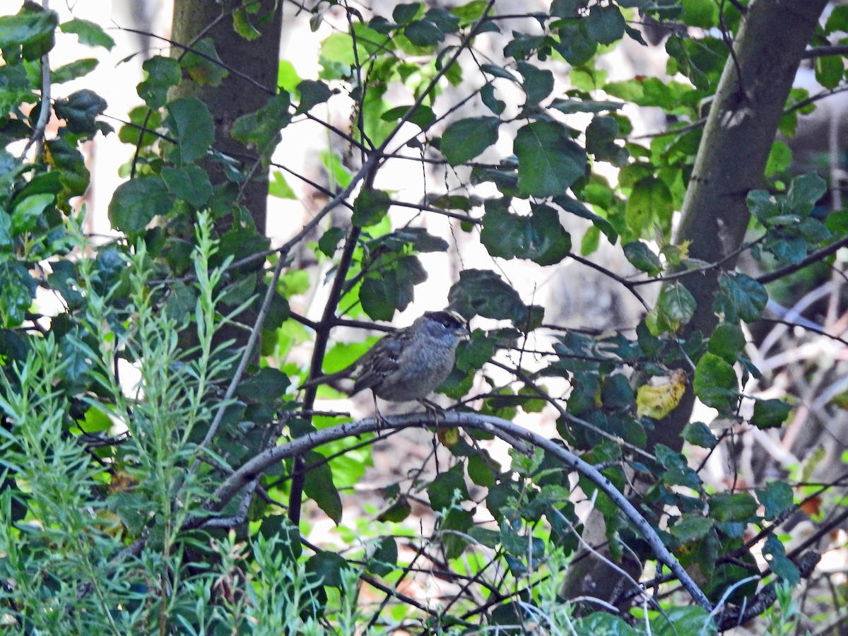 Golden-crowned Sparrow - ML618119657