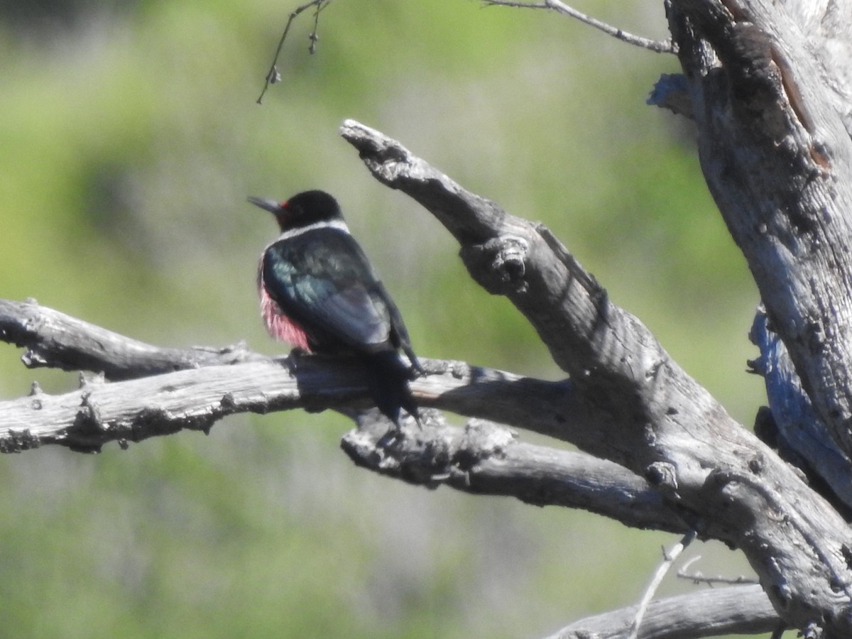 Lewis's Woodpecker - Layton Pace