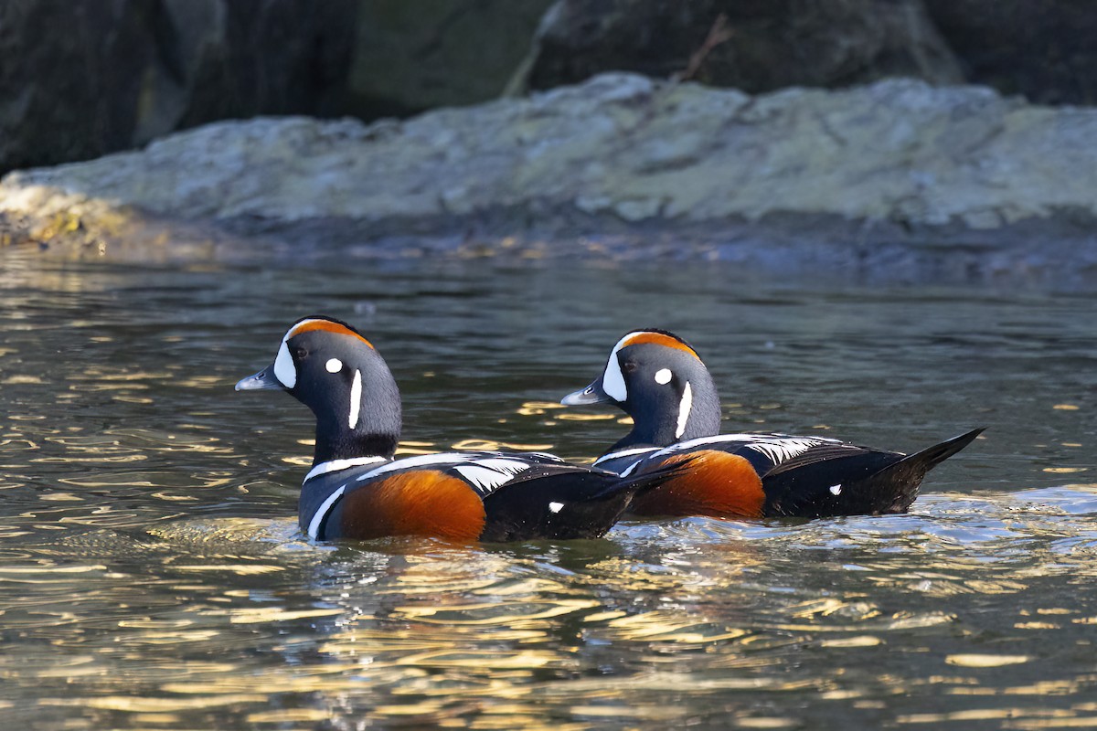 Harlequin Duck - Maurice Pitre