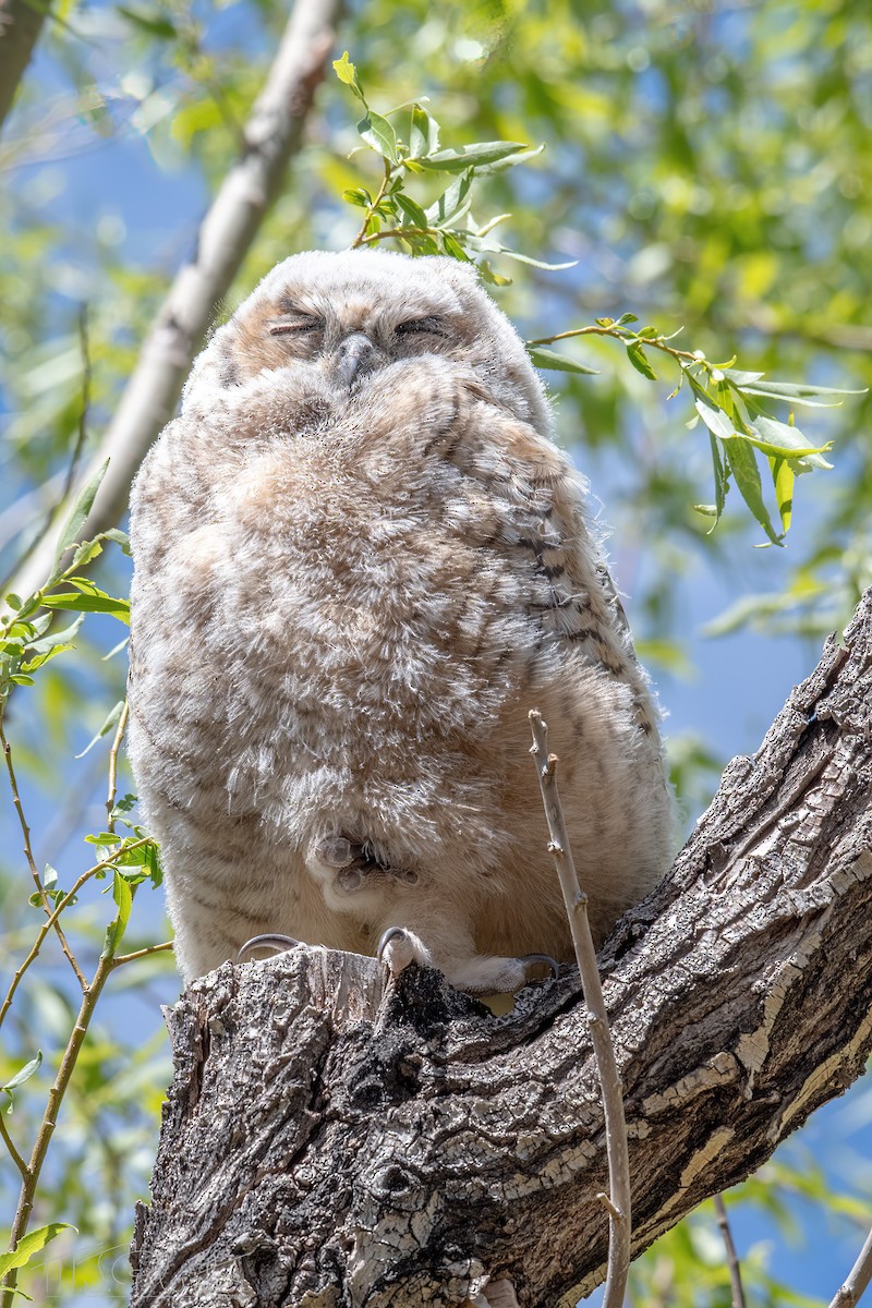 Great Horned Owl - ML618119758