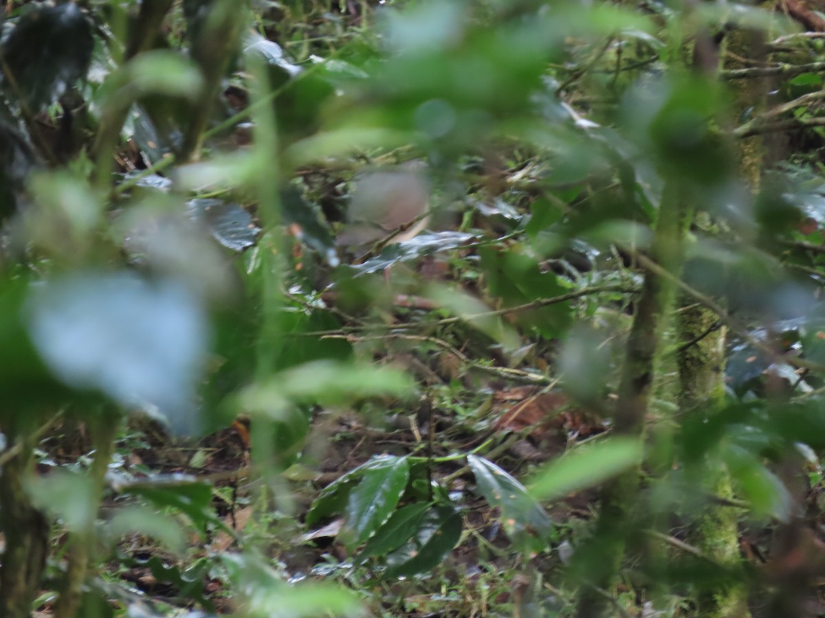 holub šedočelý - ML618119786